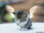 angelcat