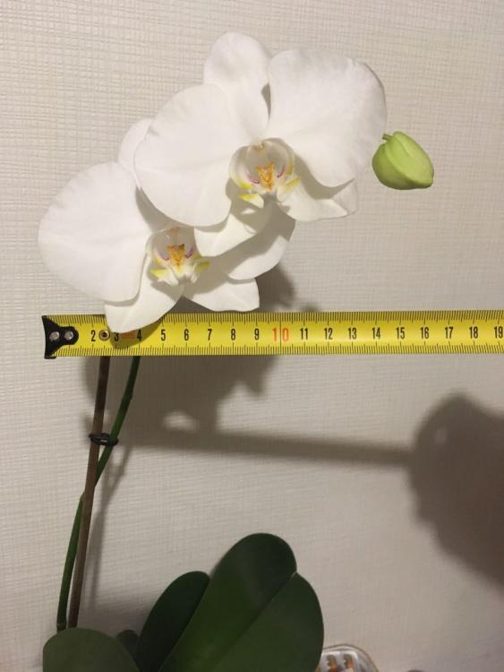 орхидея1.jpeg