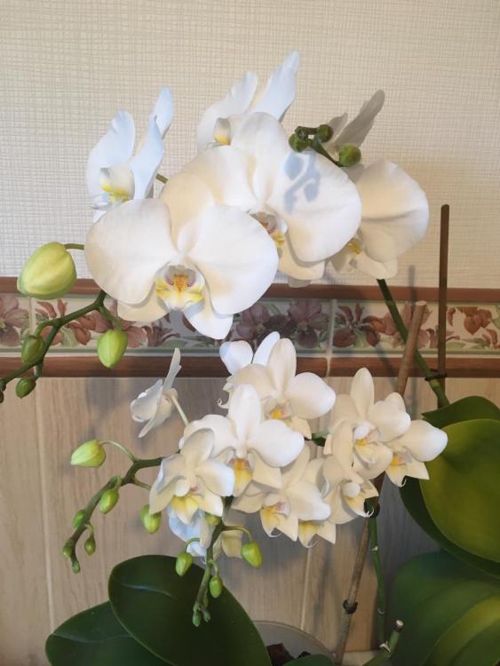 орхидея4_2019.jpg